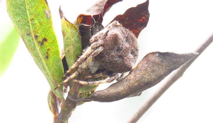 Araneus angulatus  - Portogallo